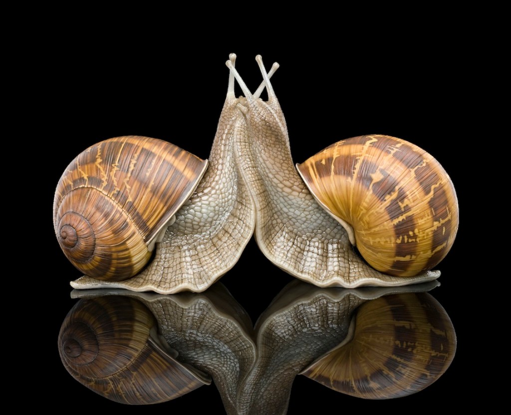 Embrace, 2010 mixed media 53 x 91 x 32cm