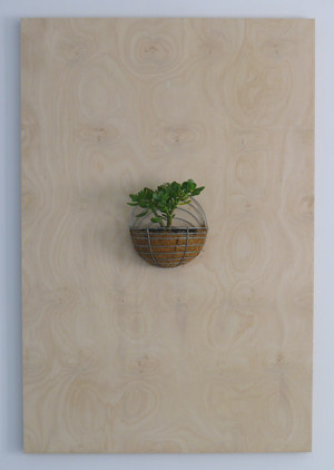 Untitled 2007 Hoop pine plywood, cedar, plant, wire frame 150 x 100 x 19 cm